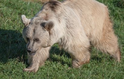 Ein Bär im Park unterwegs