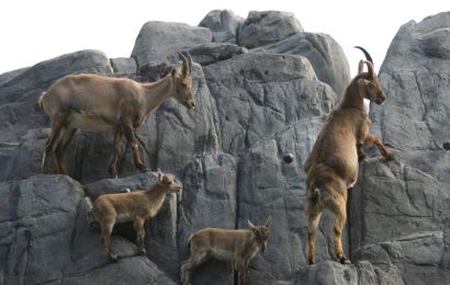 Gämse beim Klettern