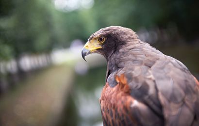 Gypaète barbu sur le rocher du parc
