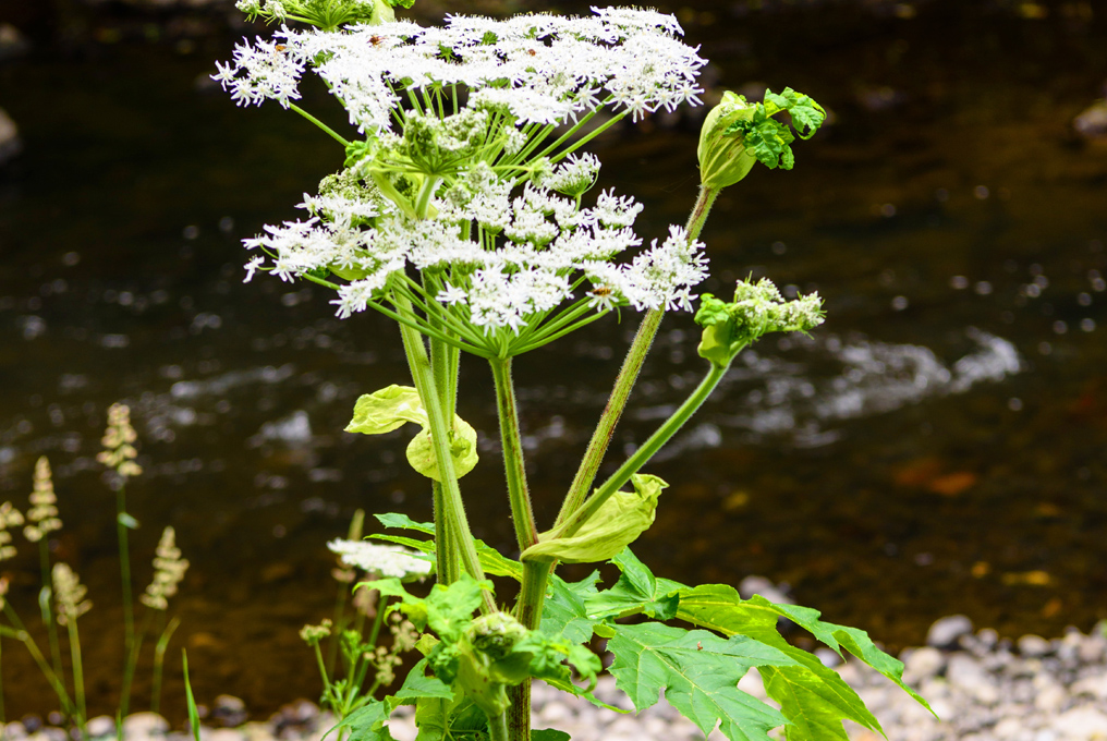 Pànace di Mantegazza