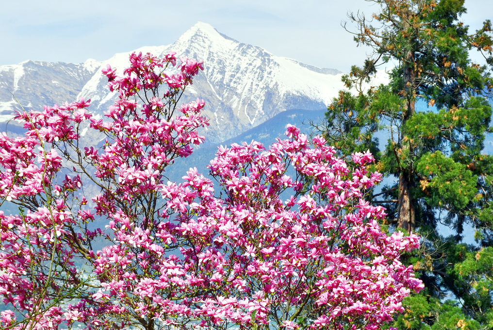 Berge und Magnolienbaum
