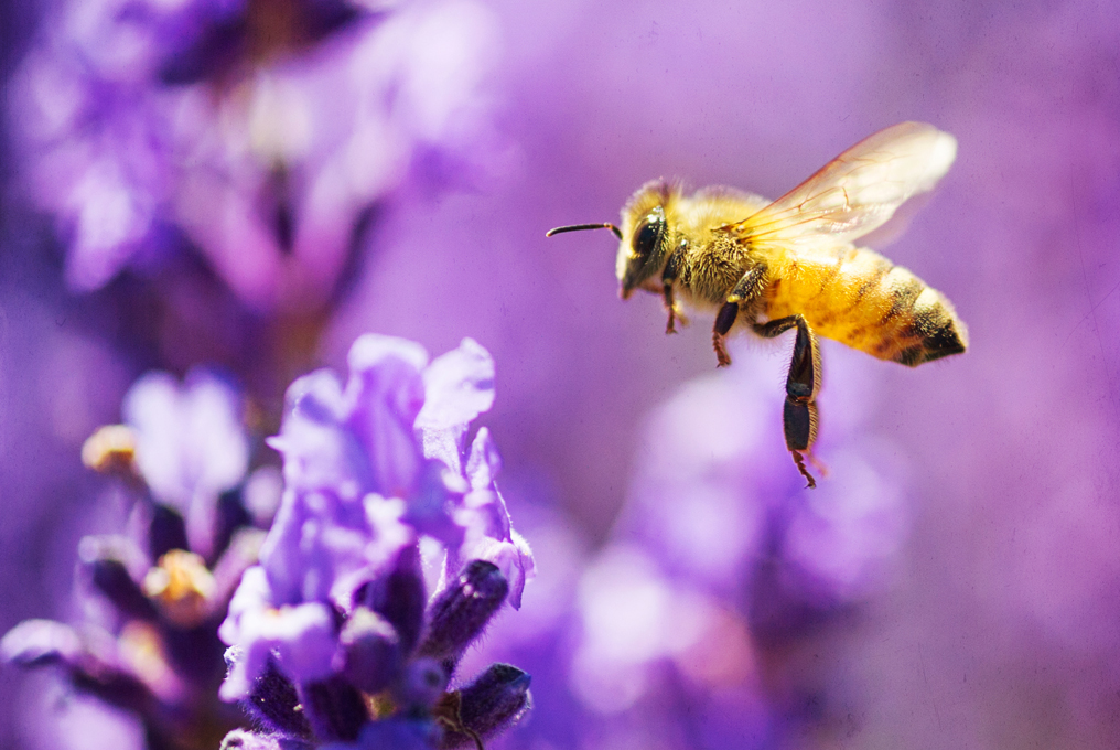 Lavendelpflanzen ziehen Bienen an