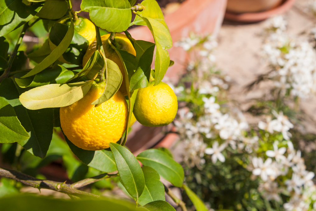 Albero di limone in giardino