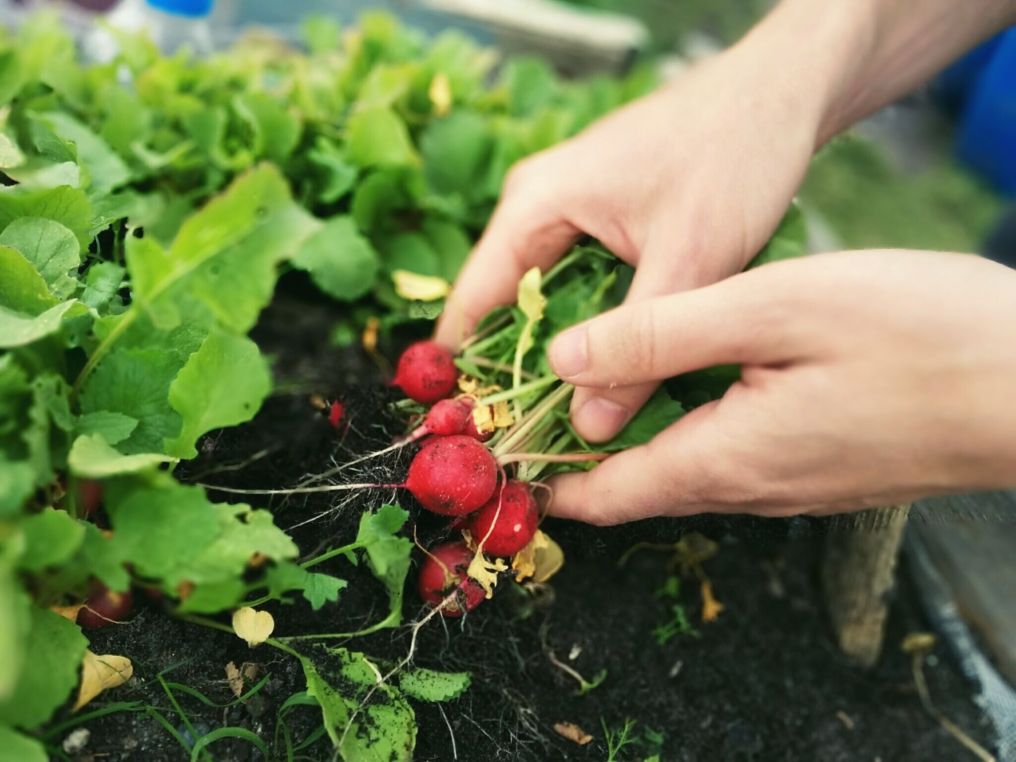 Radieschen selber gepflanzt