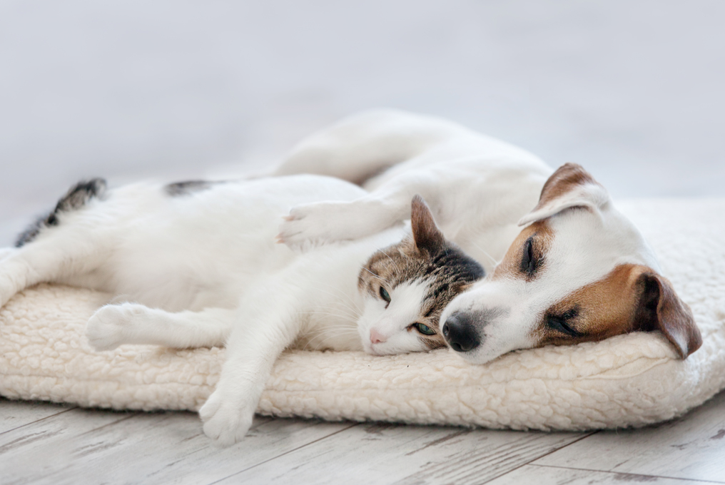 dormire cane e gatto