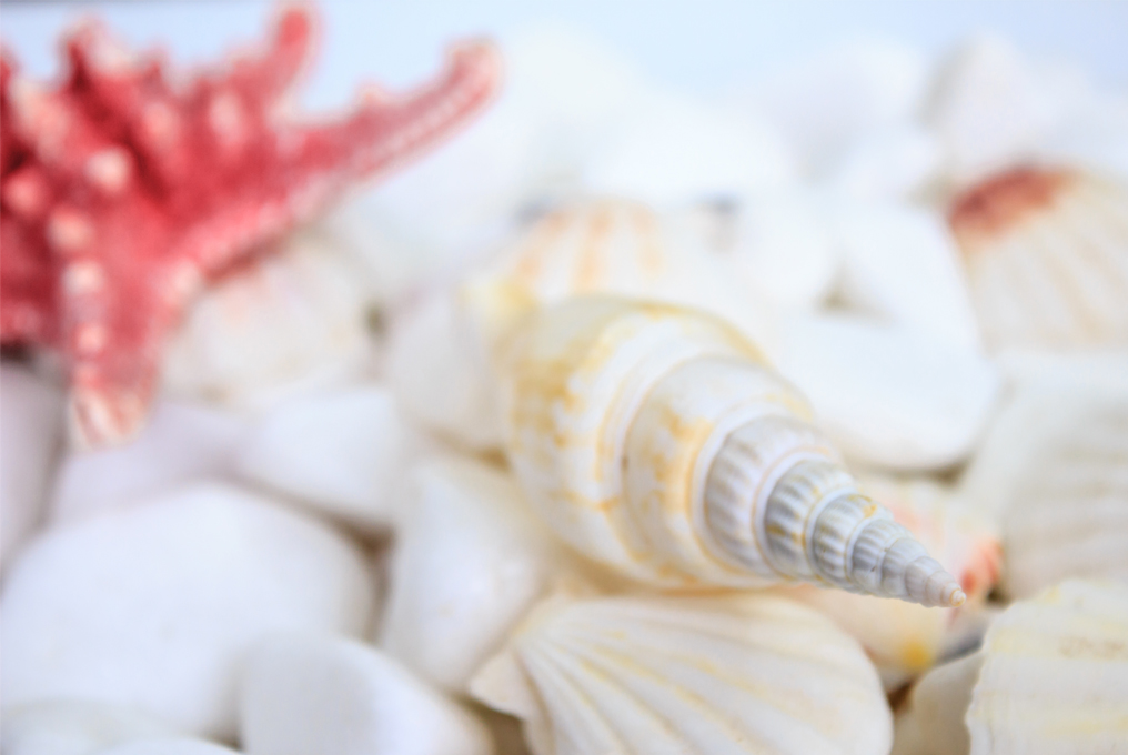 coquillages et cailloux