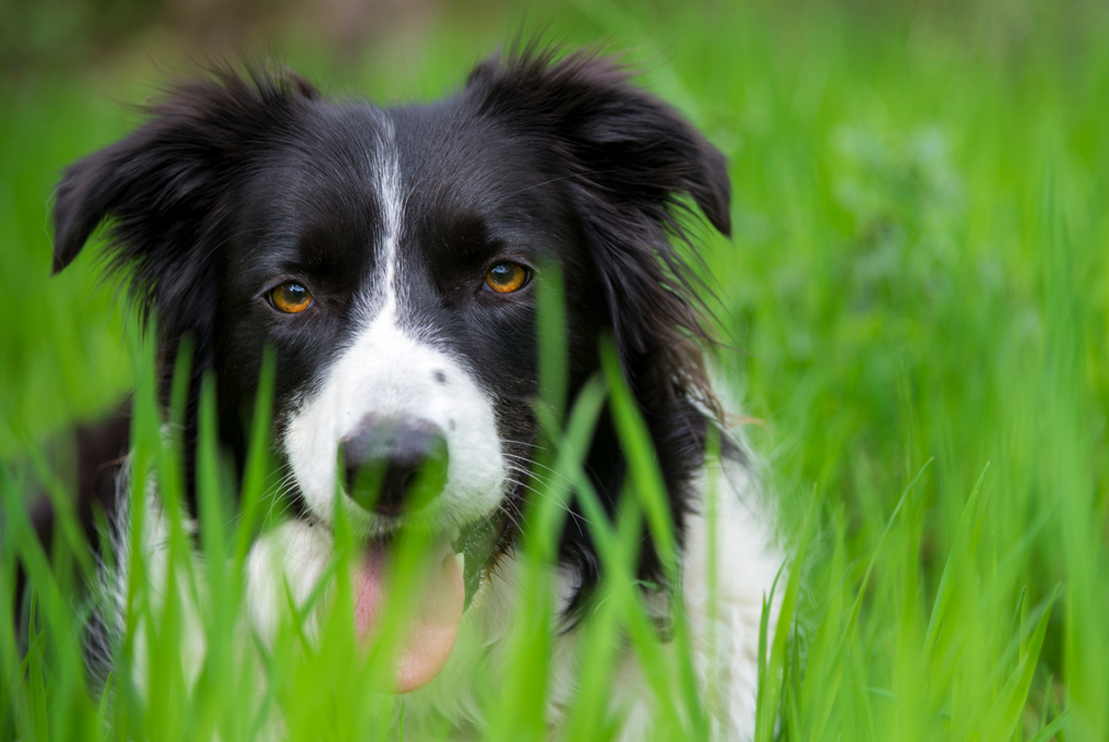Border Collie