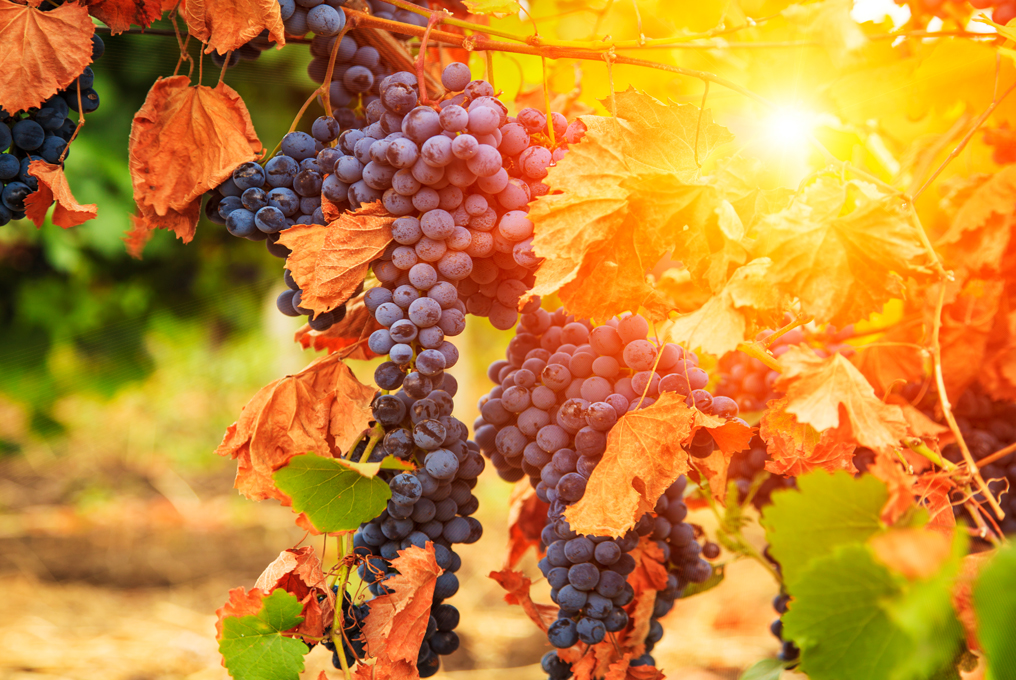 Weinreben im Herbst
