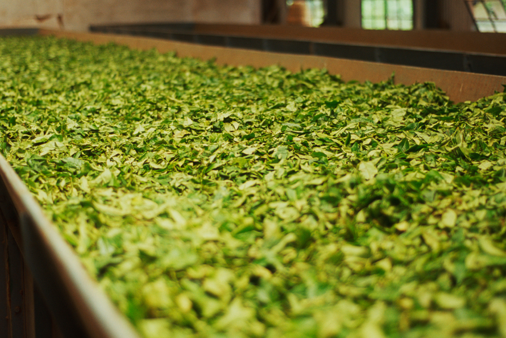 Procédé de fabrication du théier