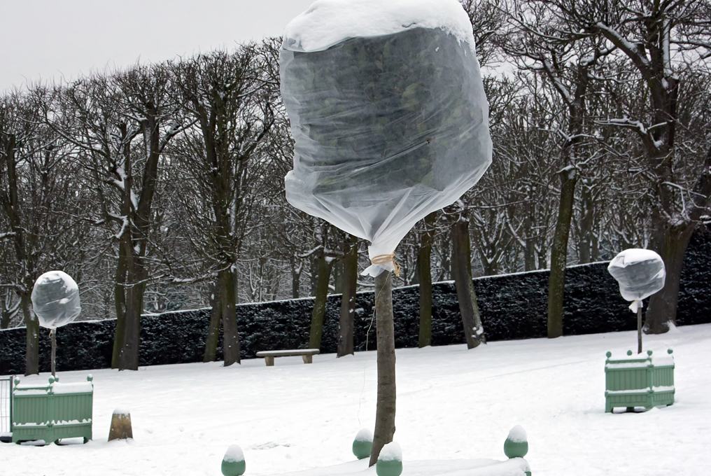 Mit Luftpolsterfolie eingepackte Pflanze