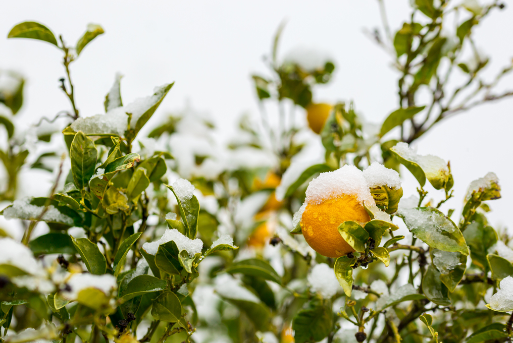 Orangenbäumchen im Winter