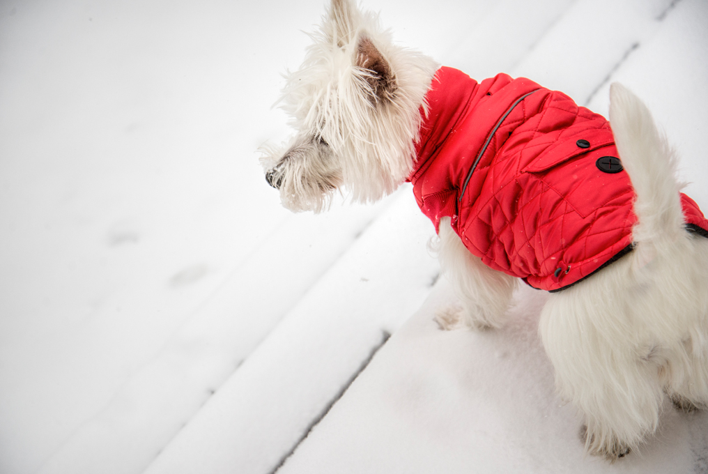 kleiner Hund mit einer roten Jacke