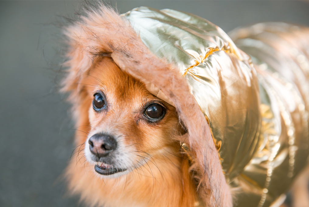 Hund mit goldenem Mantel