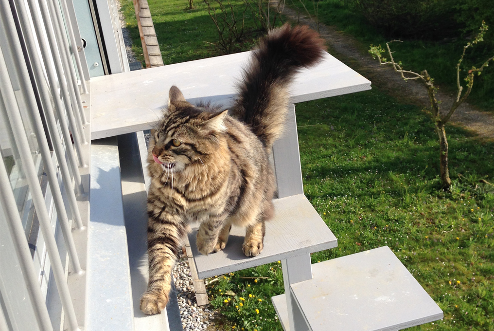 Lou, der Kater klettert auf seiner Katzentreppe hoch