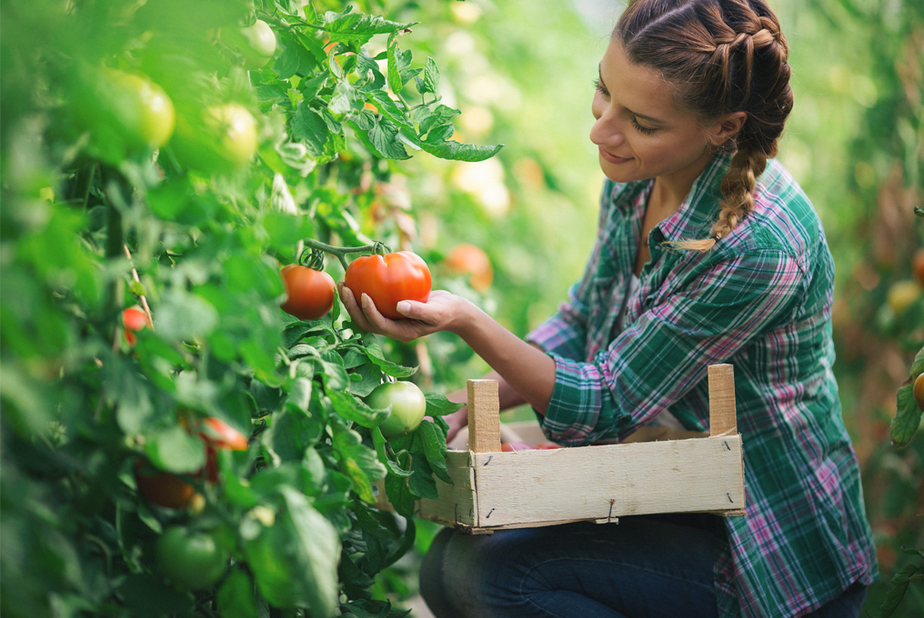 Eine Frau sammelt Tomaten ein.