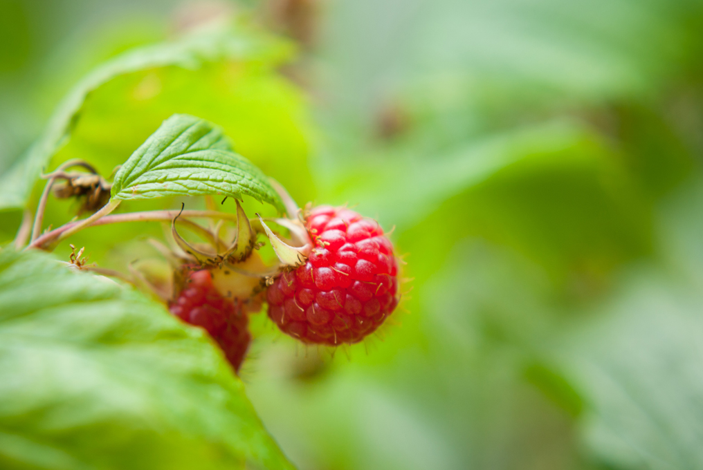 Himbeeren