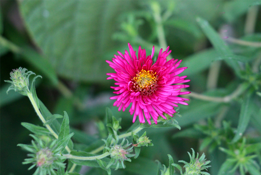 Eine rosa Aster.