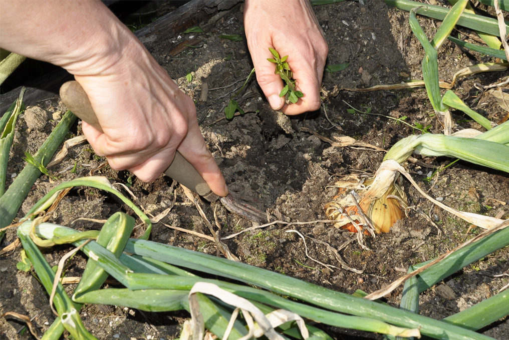 Unkraut wird gejättet.