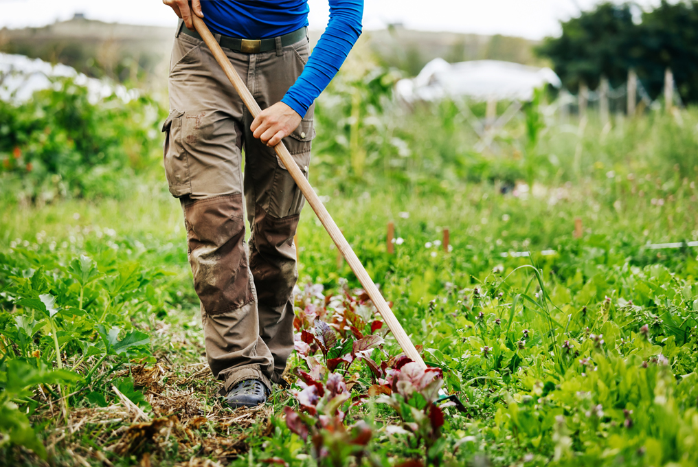 Un uomo allenta la terra.