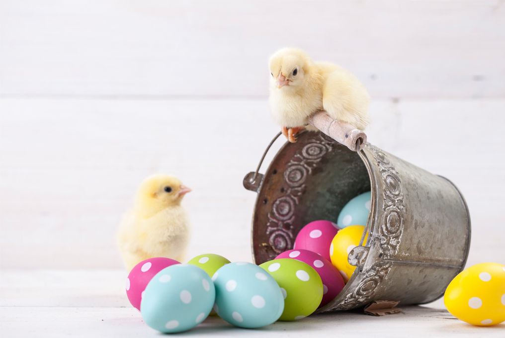 Un nido pasquale da una brocca. Due ragazze ci stanno accanto e sopra.
