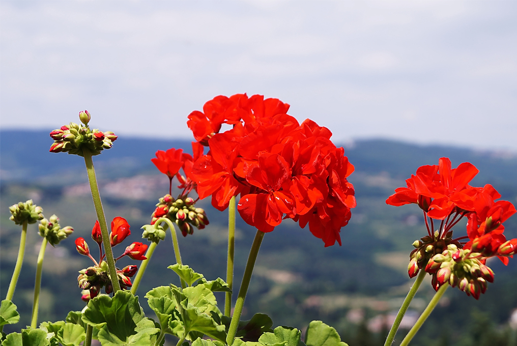 Eine rote neu blühende Rose.
