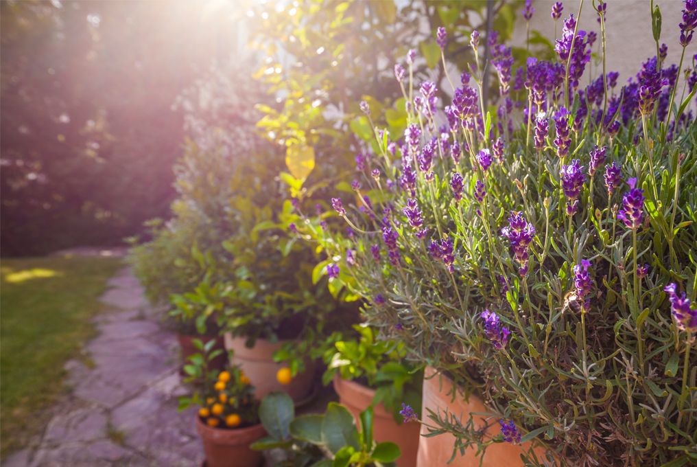 Töpfe voller Lavendel.