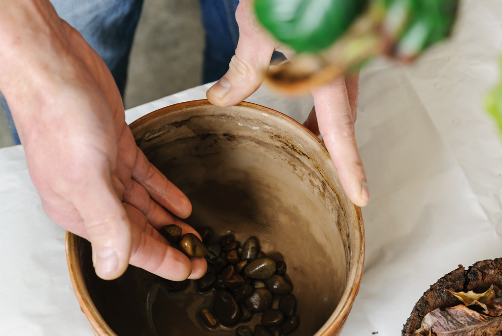 Jemand gibt Kieselsteine auf den Boden eines Topfes mit Abflussloch, damit das Wasser absickert und die Wurzeln nicht verfaulen.