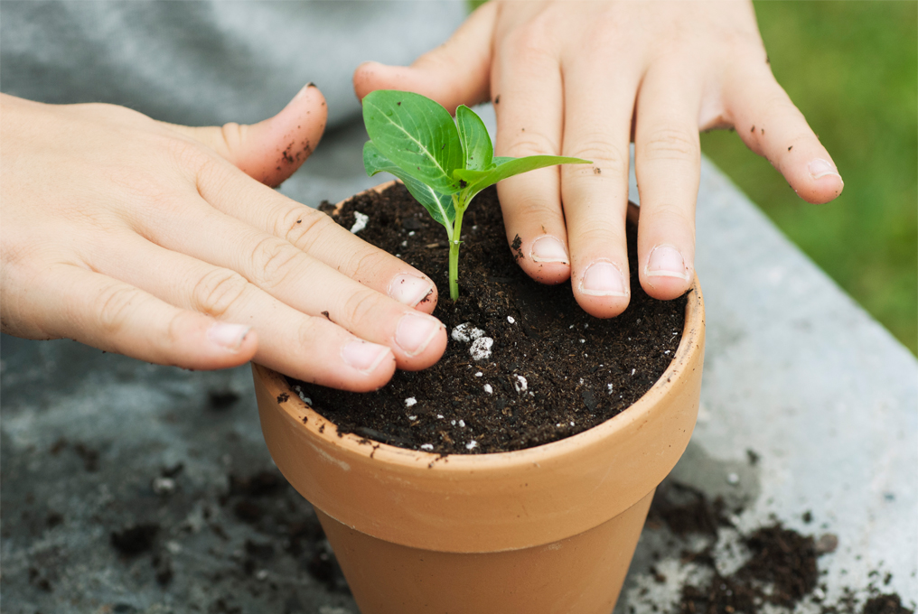 Jemand pflanz eine Blüte.