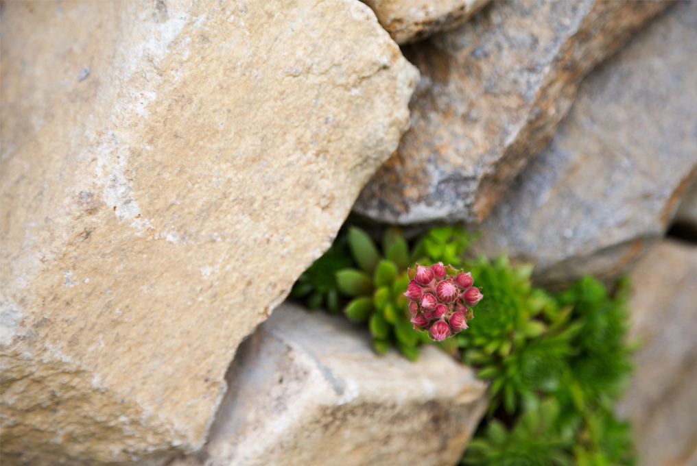 Un bel fiore rosso si affaccia tra il muro a secco.