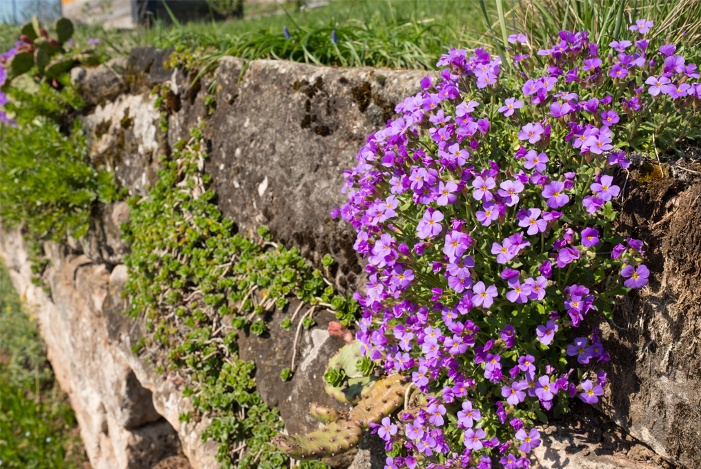 Violette Blümchen hängen in der Mauer.