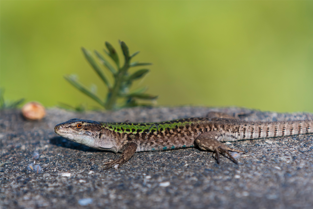 Eine Eidechse wartet auf einem Stein.