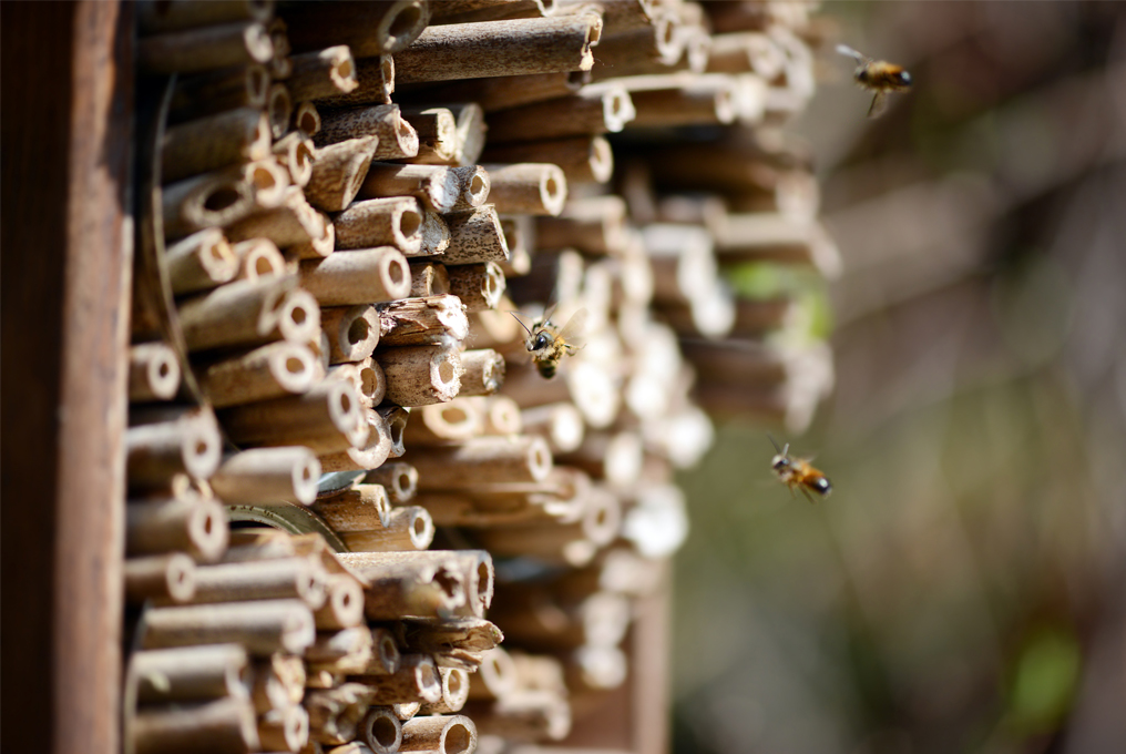 Eine Biene probiert in ein Bienenhotel zu gelangen.