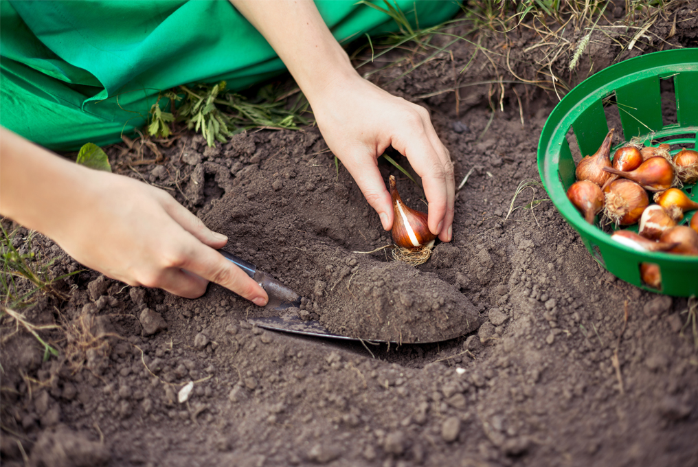 Piantare cipolle di tulipano.
