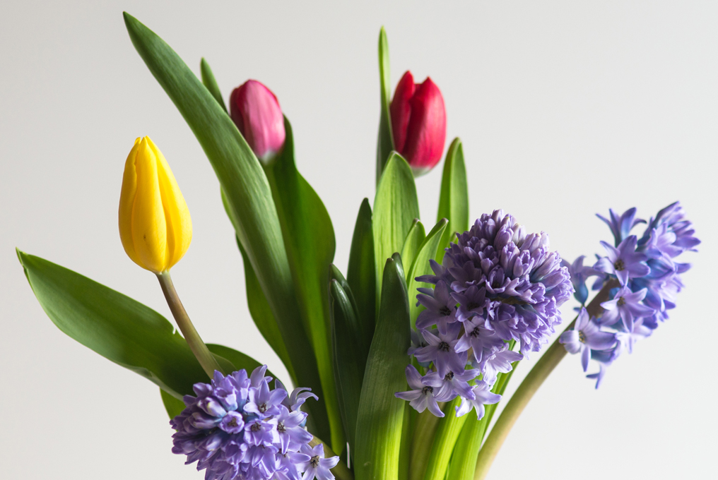 bouquet di tulipani