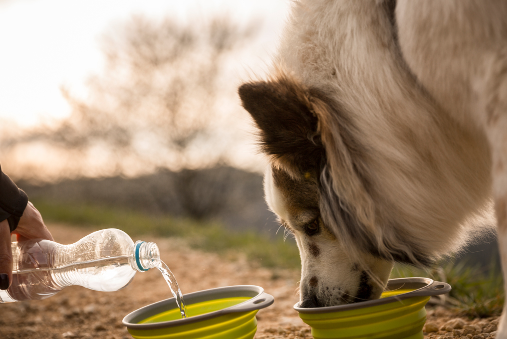 Ein Hund am Wasser trinken
