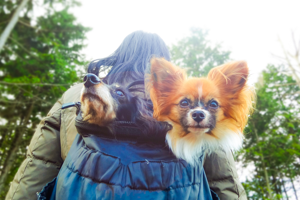 Ein kleiner Hund im Rucksack einer Frau
