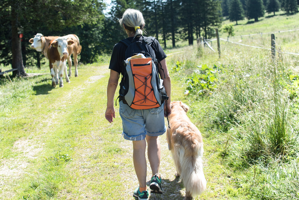 Eine Frau spaziert mir Ihrem Hund, auf einem Weg mit Kühen