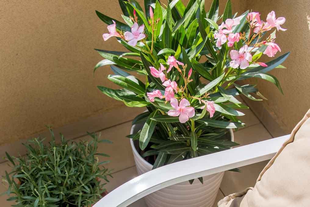 Un vase à fleurs sur le balcon