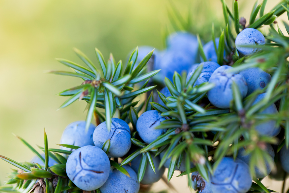 Blaubeeren