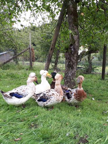 Landenten der Zucht Morf