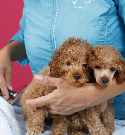 Hunde bei der Pflege