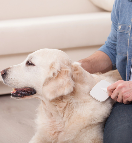 Hund wird Fell gekämmt
