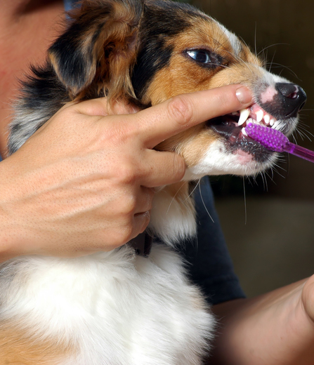 Nettoyage des dents d'un chien