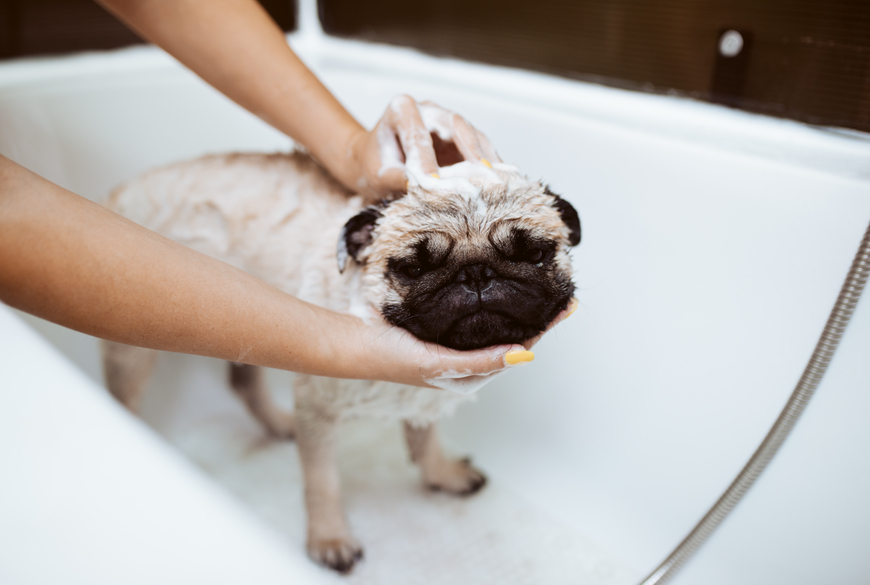 Un chien est savonné