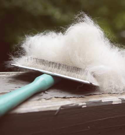 Brosse avec poils de chien