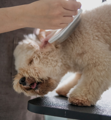 Chien chez le toiletteur