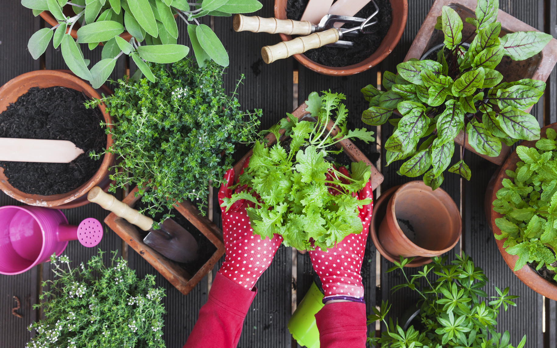 Herbes et outils de jardin divers