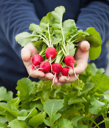 Herbes et outils de jardin divers