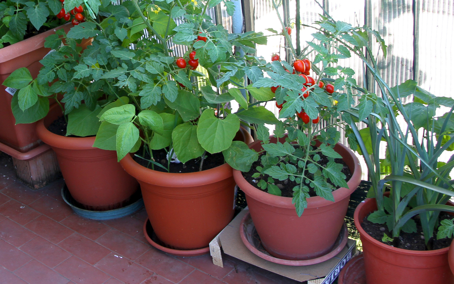 Erbe e utensili da giardino