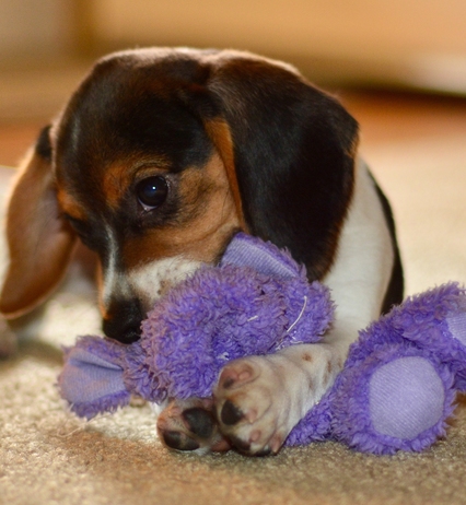 HUnd mit Kuscheltier